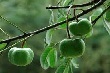Tháng 6/2016, Việt Nam xuất khẩu 67 nghìn tấn, nhập khẩu 36 nghìn tấn cao su